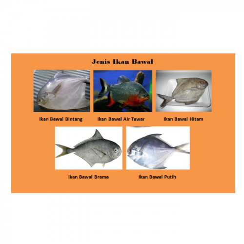 Ikan Bawal Laut: Jenis, Habitat, dan Keunikan Hewan Laut