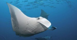 Ikan Jendil: Hewan Laut Unik dan Menarik di Laut Indonesia