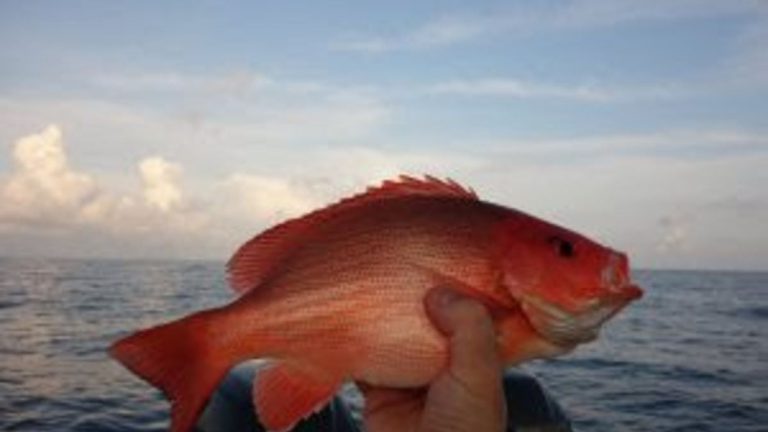 Ikan Kakap Kubera: Spesies Hewan Laut yang Menawan