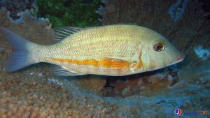 Ikan Lencam: Jenis, Habitat, dan Peran dalam Ekosistem Laut