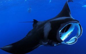 Ikan Pari Macan: Hewan Laut yang Menakjubkan dan Unik