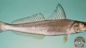 Ikan Puntung Damar: Hewan Laut yang Menarik dan Unik