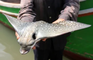 Keanekaragaman Hewan Laut: Ikan, Pari, dan Burung Elang