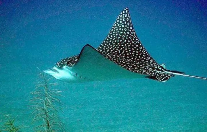 Keanekaragaman Hewan Laut: Ikan Pari dan Burung Elang