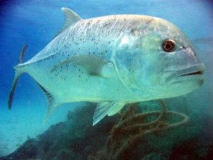Keanekaragaman Ikan Kuwe di Perairan Florida