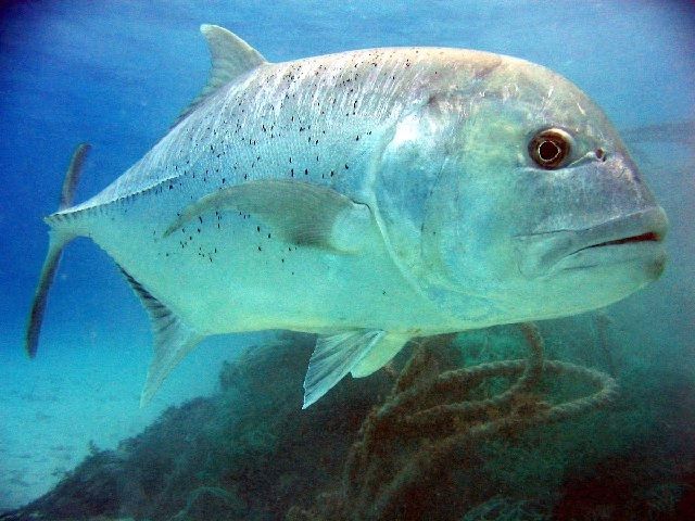 Keanekaragaman Ikan Kuwe di Perairan Florida