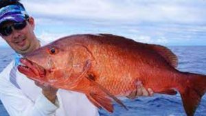 Keindahan dan Karakter Ikan Kakap Ratu di Laut Indonesia