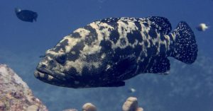 Keindahan Ikan Kerapu Batik di Dunia Laut Indonesia