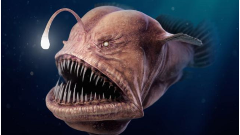 Mengenal Ikan Jendil: Hewan Laut yang Unik dan Menarik