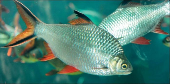 Mengenal Ikan Lampam, Spesies Hewan Laut yang Menarik