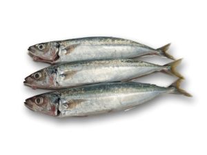 Mengenal Ikan Layang, Hewan Laut yang Menakjubkan dan Unik