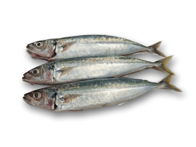 Mengenal Ikan Layang, Hewan Laut yang Menakjubkan dan Unik