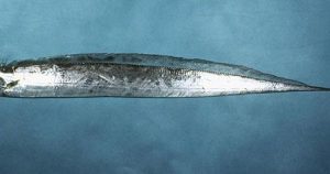 Mengenal Ikan Layur: Jenis, Habitat, dan Karakteristiknya