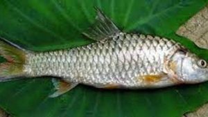 Mengenal Ikan Lempan: Hewan Laut yang Unik dan Penting