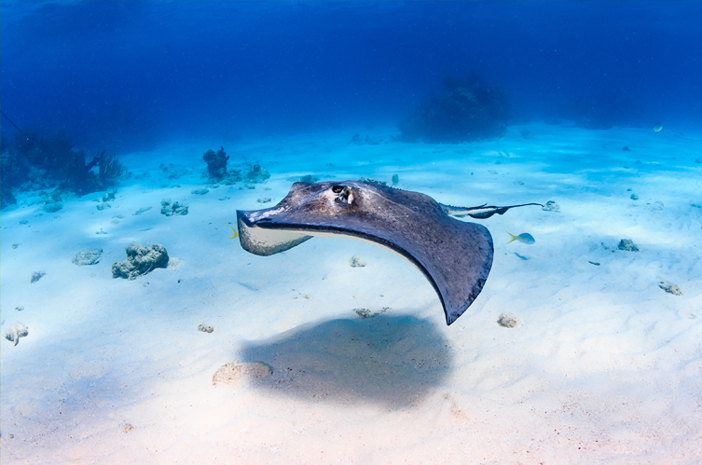 Mengenal Ikan Pari Keprak: Hewan Laut yang Unik dan Menarik