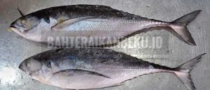 Mengenal Ikan Tengkek: Hewan Laut yang Unik dan Menarik