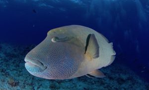 Mengenal Ikan Wrasse: Spesies Hiu Laut yang Menarik dan Beragam