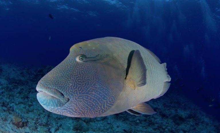 Mengenal Ikan Wrasse: Spesies Hiu Laut yang Menarik dan Beragam