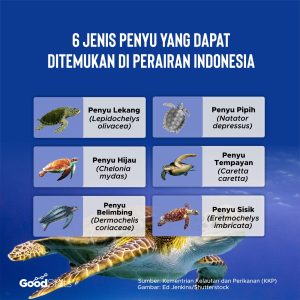Mengenal Penyu Laut: Hewan Laut yang Dilindungi dan Penting