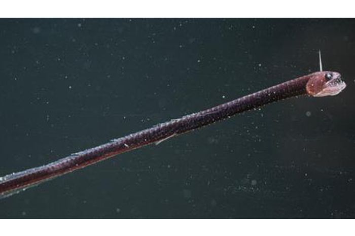 Hewan Laut Naga Hitam Pasifik: Fenomena Misterius di Samudra Pasifik