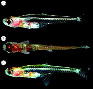 Ikan Paedocypris Progenetica: Spesies Hewan Laut yang Unik