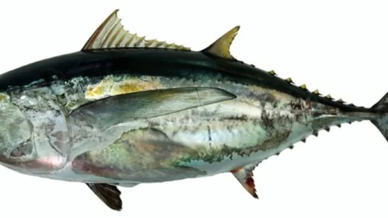 Ikan Tuna Sirip Hitam: Spesies Laut yang Khas dan Penting