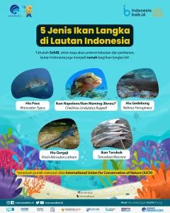 Mengenal Hewan Laut Ikan Tatihu: Spesies Unik dari Lautan Indonesia