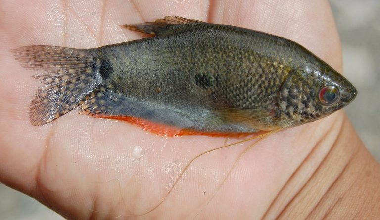 Mengenal Ikan Sepat, Hewan Laut yang Menarik dan Beragam